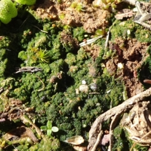 Alga / Cyanobacterium at Franklin, ACT - 1 Aug 2020 11:56 AM