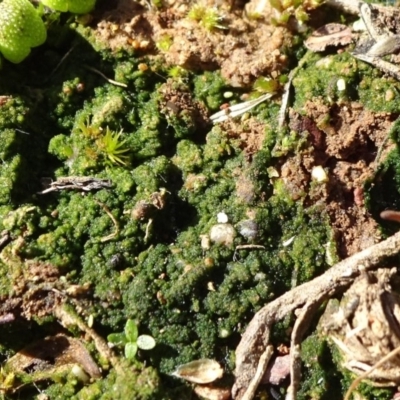 Alga / Cyanobacterium at Mulanggari Grasslands - 1 Aug 2020 by JanetRussell