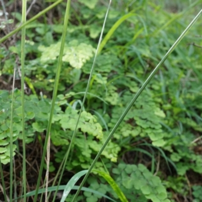 Adiantum aethiopicum (Common Maidenhair Fern) at Mount Majura - 14 Apr 2014 by AaronClausen