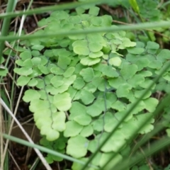 Adiantum aethiopicum at Hackett, ACT - 14 Apr 2014