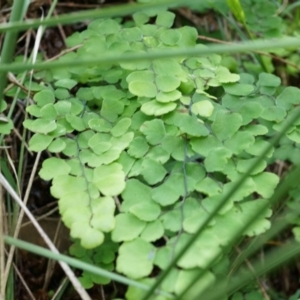 Adiantum aethiopicum at Hackett, ACT - 14 Apr 2014