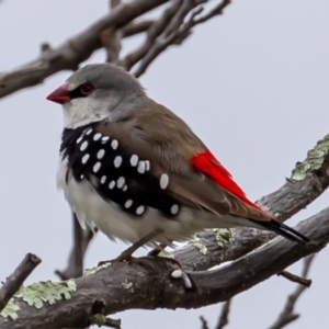 Stagonopleura guttata at Tennent, ACT - 8 Aug 2020