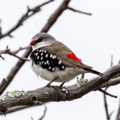 Stagonopleura guttata at Tennent, ACT - 8 Aug 2020