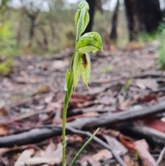 Bunochilus umbrinus (ACT) = Pterostylis umbrina (NSW) (Broad-sepaled Leafy Greenhood) by shoko