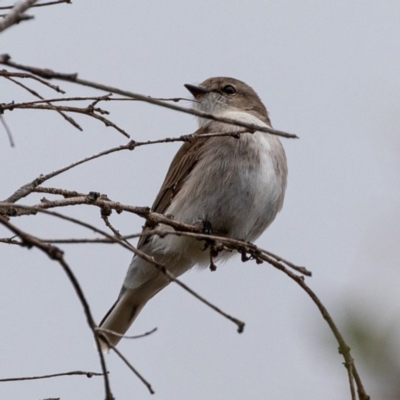 Microeca fascinans (Jacky Winter) at Paddys River, ACT - 8 Aug 2020 by JohnHurrell