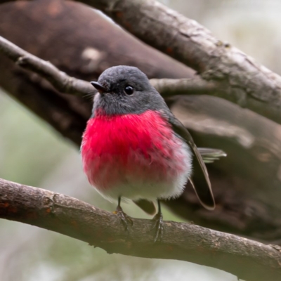 Petroica rosea (Rose Robin) at Paddys River, ACT - 8 Aug 2020 by JohnHurrell