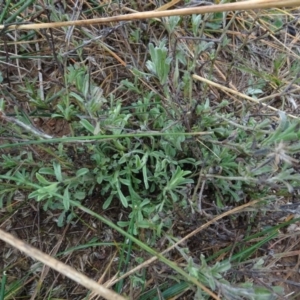 Vittadinia cuneata var. cuneata at Franklin, ACT - 1 Aug 2020