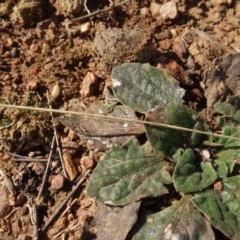 Cymbonotus sp. (preissianus or lawsonianus) (Bears Ears) at Franklin, ACT - 1 Aug 2020 by AndyRussell