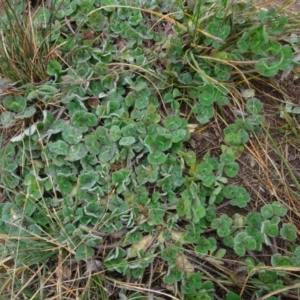 Trifolium subterraneum at Franklin, ACT - 1 Aug 2020 10:59 AM