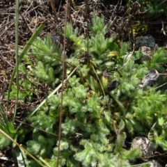 Leptorhynchos squamatus subsp. squamatus (Scaly Buttons) at Franklin, ACT - 1 Aug 2020 by AndyRussell