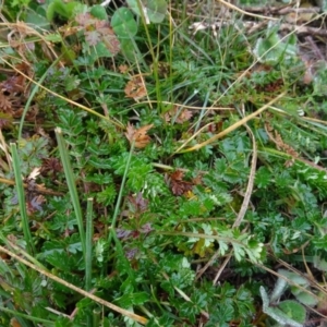 Acaena echinata at Franklin, ACT - 1 Aug 2020