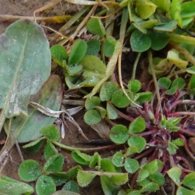 Medicago sp. at Franklin, ACT - 1 Aug 2020 by AndyRussell