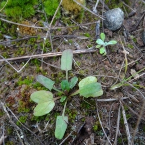 Rumex sp. at Franklin, ACT - 1 Aug 2020