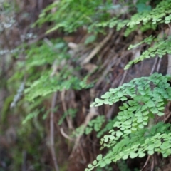 Adiantum aethiopicum (Common Maidenhair Fern) at P11 - 14 Apr 2014 by AaronClausen