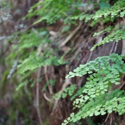 Adiantum aethiopicum (Common Maidenhair Fern) at P11 - 14 Apr 2014 by AaronClausen