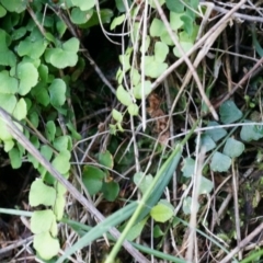 Adiantum aethiopicum (Common Maidenhair Fern) at Hackett, ACT - 14 Apr 2014 by AaronClausen