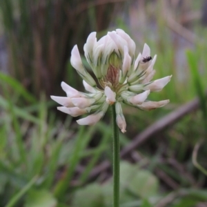 Trifolium repens at Molonglo River Reserve - 2 Mar 2020