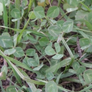 Trifolium repens at Molonglo River Reserve - 2 Mar 2020