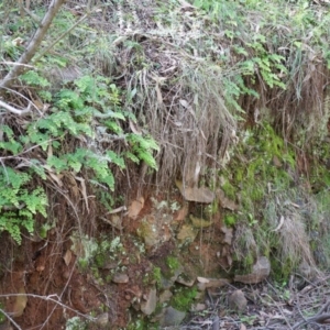 Adiantum aethiopicum at Hackett, ACT - suppressed