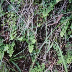 Adiantum aethiopicum at Hackett, ACT - suppressed