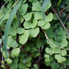 Adiantum aethiopicum at Hackett, ACT - suppressed