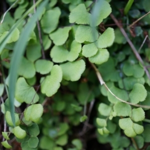 Adiantum aethiopicum at Hackett, ACT - suppressed