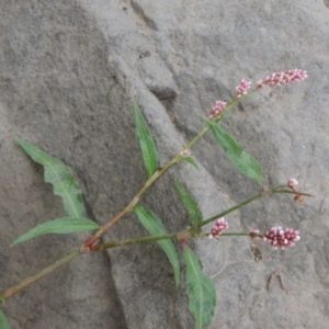 Persicaria decipiens at Molonglo River Reserve - 2 Mar 2020