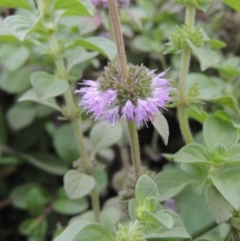 Mentha pulegium (Pennyroyal) at Molonglo Valley, ACT - 2 Mar 2020 by MichaelBedingfield