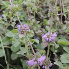 Mentha pulegium at Molonglo River Reserve - 2 Mar 2020