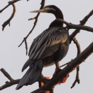 Anhinga novaehollandiae at Molonglo River Reserve - 2 Mar 2020