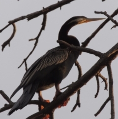 Anhinga novaehollandiae at Molonglo River Reserve - 2 Mar 2020 08:31 PM