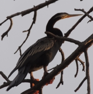 Anhinga novaehollandiae at Molonglo River Reserve - 2 Mar 2020