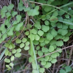 Adiantum aethiopicum (Common Maidenhair Fern) at P11 - 14 Apr 2014 by AaronClausen