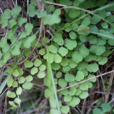 Adiantum aethiopicum (Common Maidenhair Fern) at Hackett, ACT - 14 Apr 2014 by AaronClausen