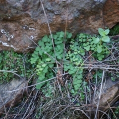 Adiantum aethiopicum (Common Maidenhair Fern) at Mount Majura - 14 Apr 2014 by AaronClausen