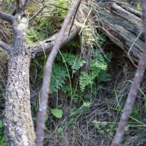 Adiantum aethiopicum at Hackett, ACT - suppressed