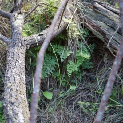 Adiantum aethiopicum (Common Maidenhair Fern) at Mount Majura - 14 Apr 2014 by AaronClausen