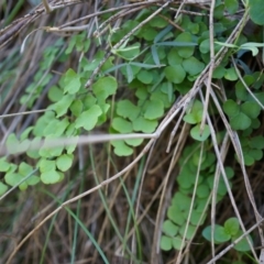 Adiantum aethiopicum (Common Maidenhair Fern) at Hackett, ACT - 14 Apr 2014 by AaronClausen