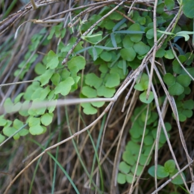 Adiantum aethiopicum (Common Maidenhair Fern) at Mount Majura - 14 Apr 2014 by AaronClausen