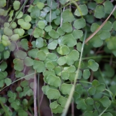 Adiantum aethiopicum (Common Maidenhair Fern) at Mount Majura - 14 Apr 2014 by AaronClausen