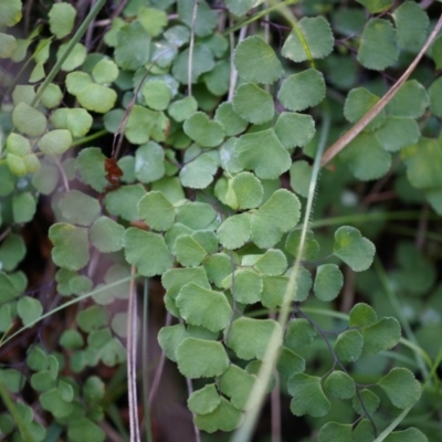 Adiantum aethiopicum (Common Maidenhair Fern) at P11 - 14 Apr 2014 by AaronClausen