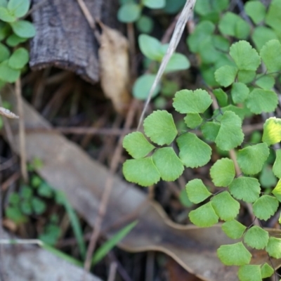 Adiantum aethiopicum (Common Maidenhair Fern) at Mount Majura - 14 Apr 2014 by AaronClausen