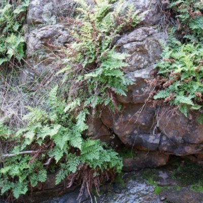 Cheilanthes austrotenuifolia (Rock Fern) at Mount Majura - 14 Apr 2014 by AaronClausen