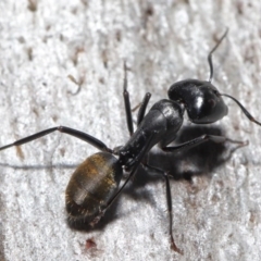Camponotus aeneopilosus (A Golden-tailed sugar ant) at ANBG - 4 Aug 2020 by TimL