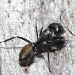 Camponotus aeneopilosus (A Golden-tailed sugar ant) at Downer, ACT - 4 Aug 2020 by TimL