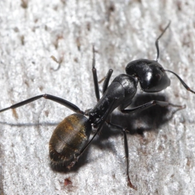 Camponotus aeneopilosus (A Golden-tailed sugar ant) at ANBG - 4 Aug 2020 by TimL