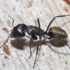 Camponotus aeneopilosus at Downer, ACT - 4 Aug 2020 11:30 AM