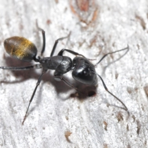 Camponotus aeneopilosus at Downer, ACT - 4 Aug 2020 11:30 AM