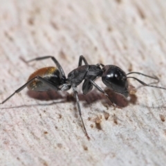 Camponotus aeneopilosus at Downer, ACT - 4 Aug 2020 11:30 AM