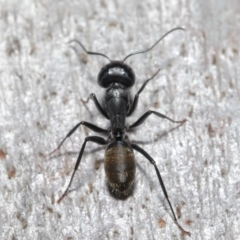 Camponotus aeneopilosus at Downer, ACT - 4 Aug 2020 11:30 AM